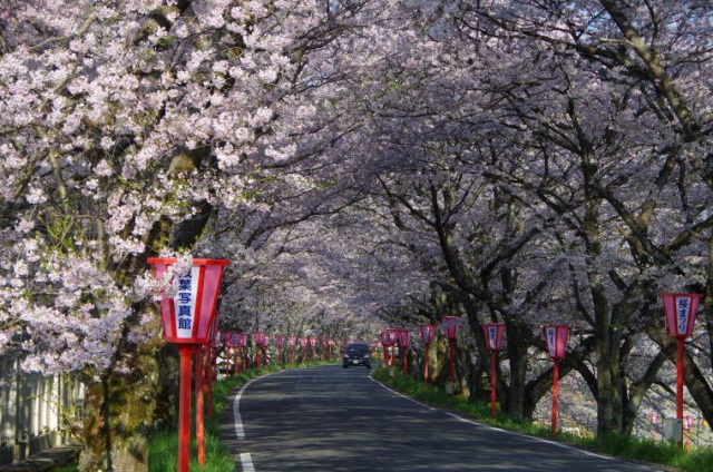 久世トンネル桜